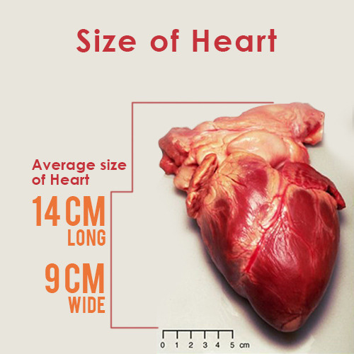 size of heart