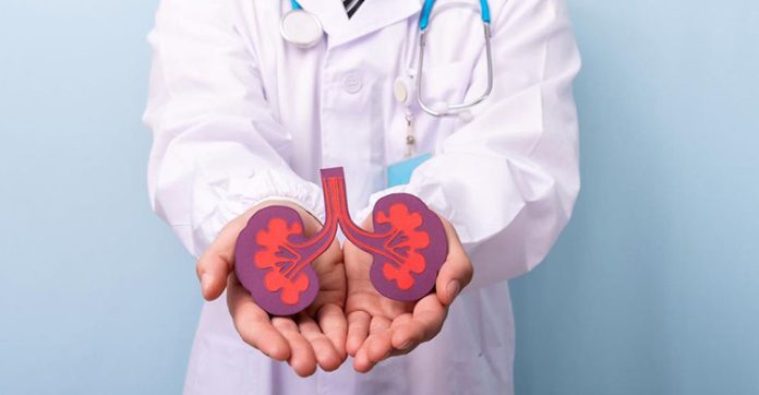 Kidney cysts are a warning sign of Polycystic Kidney Disease